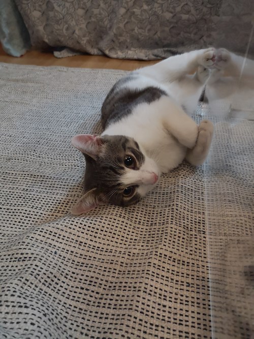 Charlotte- petsitter București sau Bonă pentru animale pentru pisici