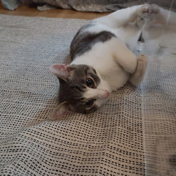 thumbnail petsitter București sau bonă pentru animale pentru pisici