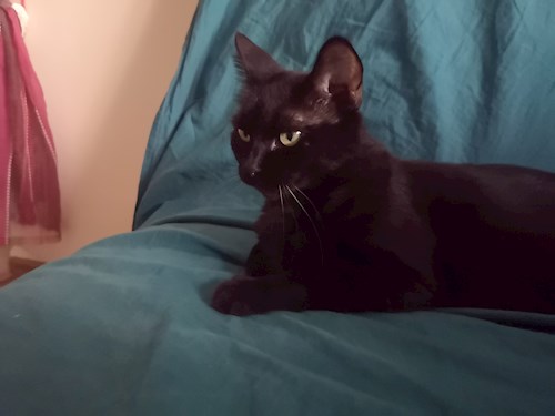 Charlotte- petsitter București sau Bonă pentru animale pentru pisici