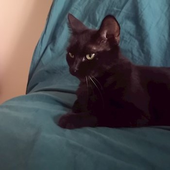 thumbnail petsitter București sau bonă pentru animale pentru pisici