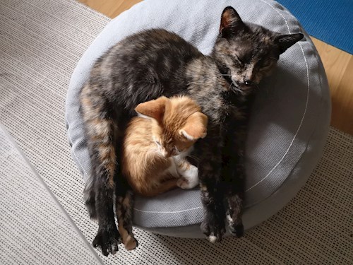 Charlotte- petsitter București sau Bonă pentru animale pentru pisici