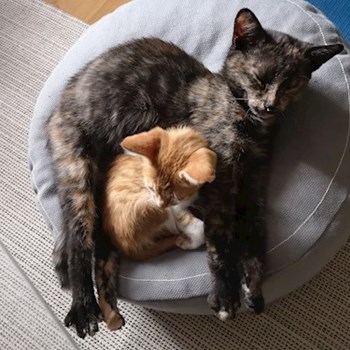 thumbnail petsitter București sau bonă pentru animale pentru pisici