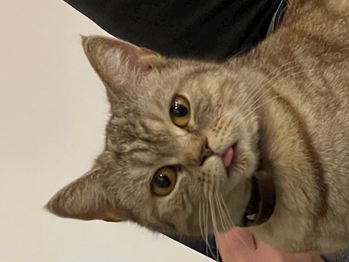 Stefania- petsitter București or Pet nanny for dogs cats