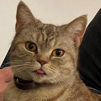 thumbnail petsitter București or pet nanny for dogs cats