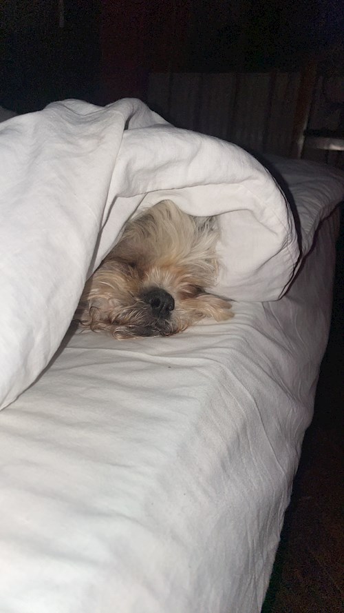 Stefania- petsitter București or Pet nanny for dogs cats