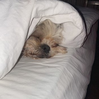 thumbnail petsitter București or pet nanny for dogs cats