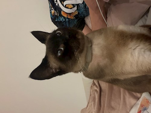 Stefania- petsitter București or Pet nanny for dogs cats