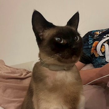 thumbnail petsitter București sau bonă pentru animale pentru câini pisici