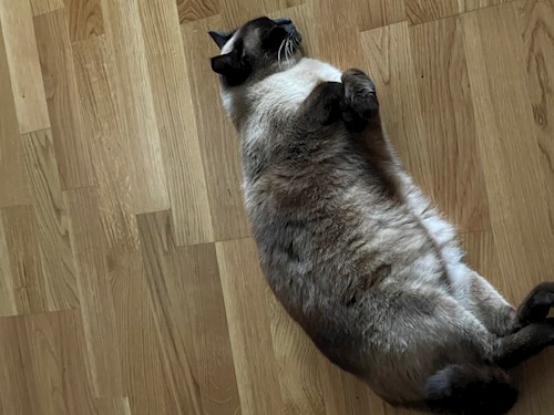 Stefania- petsitter București or Pet nanny for dogs cats