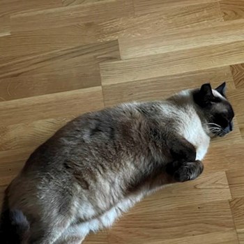 thumbnail petsitter București or pet nanny for dogs cats