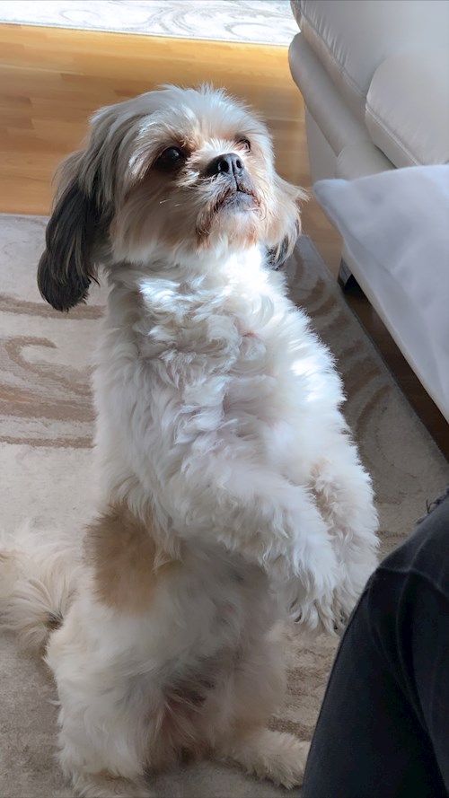 Stefania- petsitter București or Pet nanny for dogs cats