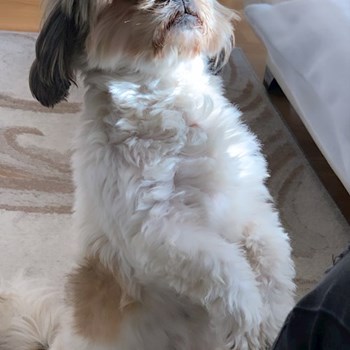 thumbnail petsitter București sau bonă pentru animale pentru câini pisici