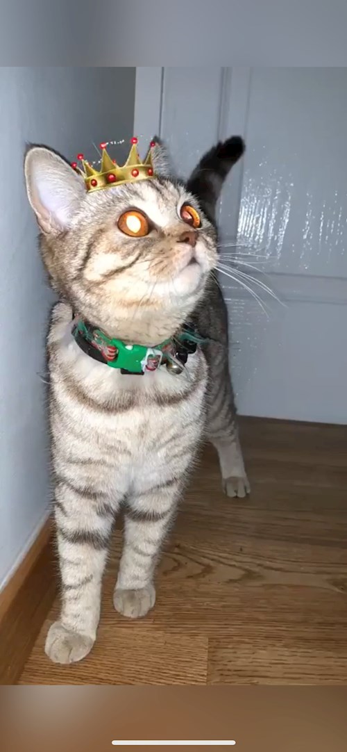 Stefania- petsitter București or Pet nanny for dogs cats