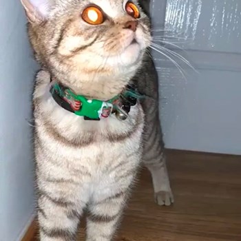 thumbnail petsitter București or pet nanny for dogs cats