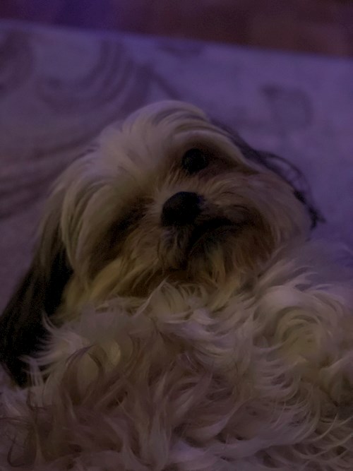 Stefania- petsitter București sau Bonă pentru animale pentru câini pisici