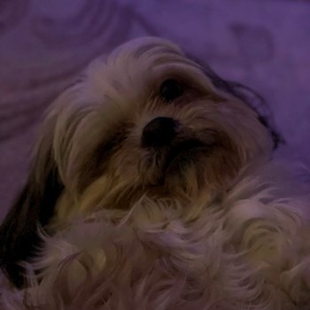 thumbnail petsitter București or pet nanny for dogs cats