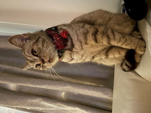 Stefania- petsitter București or Pet nanny for dogs cats