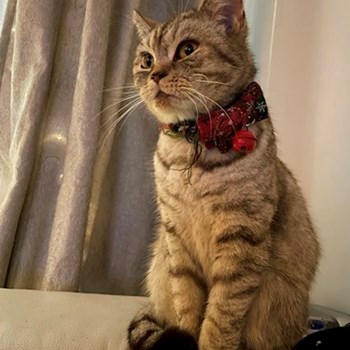 thumbnail petsitter București sau bonă pentru animale pentru câini pisici