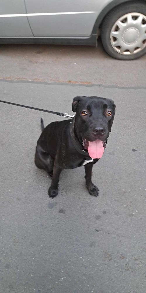 Dana- petsitter București sau Bonă pentru animale pentru câini pisici