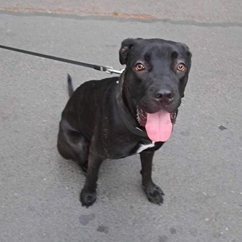 thumbnail petsitter București sau bonă pentru animale pentru câini pisici