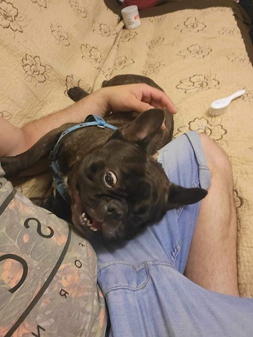 Dana- petsitter București sau Bonă pentru animale pentru câini pisici