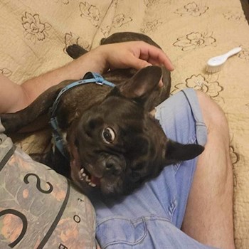 thumbnail petsitter București sau bonă pentru animale pentru câini pisici