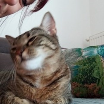 thumbnail petsitter București sau bonă pentru animale pentru câini pisici