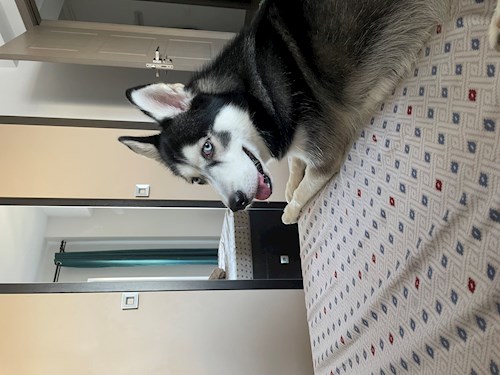 Stefania- petsitter București or Pet nanny for dogs cats