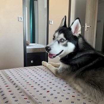 thumbnail petsitter București or pet nanny for dogs cats