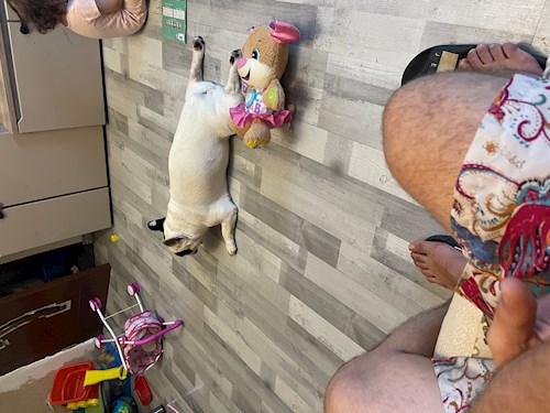 Dana- petsitter București sau Bonă pentru animale pentru câini pisici