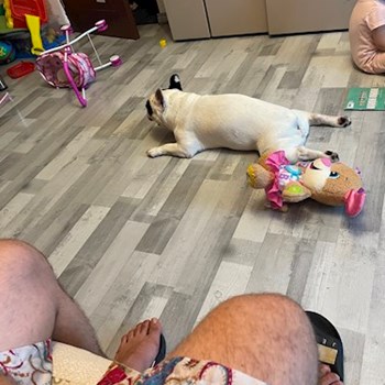 thumbnail petsitter București sau bonă pentru animale pentru câini pisici