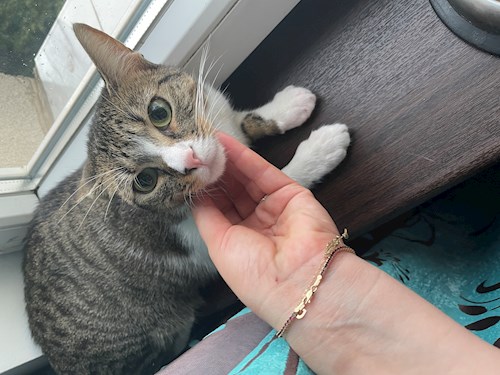 Dana- petsitter București sau Bonă pentru animale pentru câini pisici