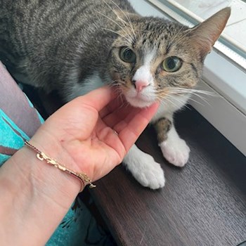 thumbnail petsitter București sau bonă pentru animale pentru câini pisici