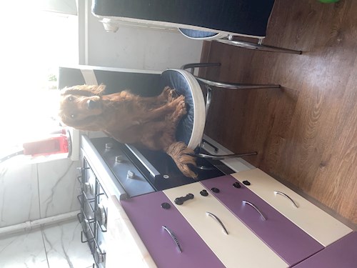 Dana- petsitter București sau Bonă pentru animale pentru câini pisici