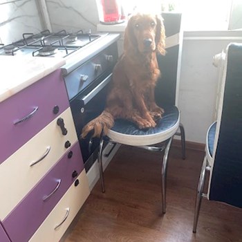 thumbnail petsitter București sau bonă pentru animale pentru câini pisici