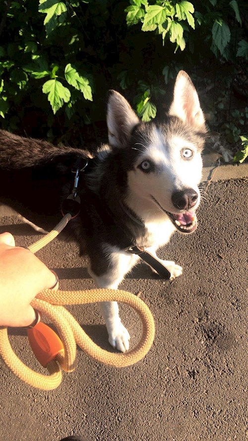 Delia- petsitter Cluj-Napoca or Pet nanny for dogs cats