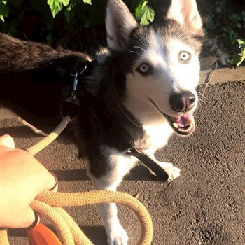 thumbnail petsitter Cluj-Napoca or pet nanny for dogs cats