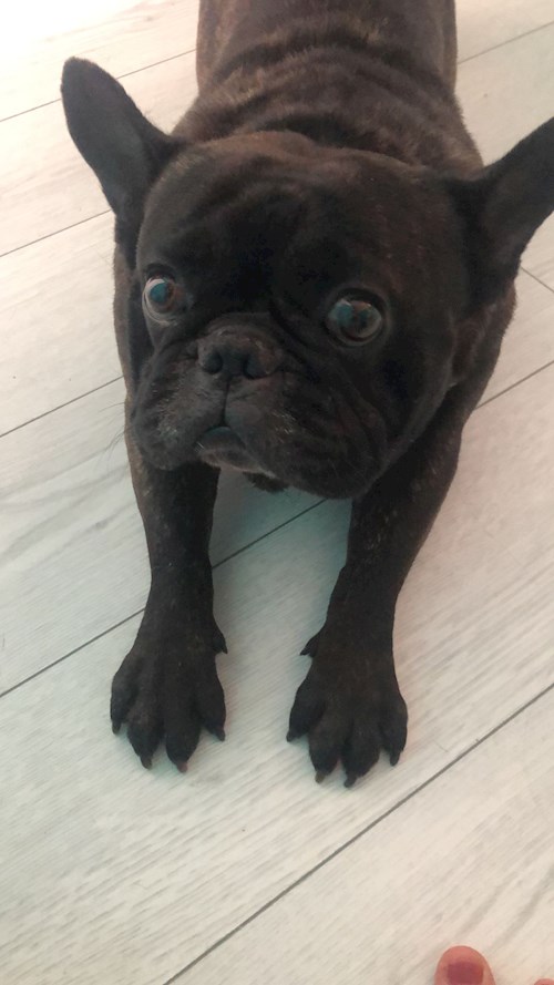 Cristina- petsitter București sau Bonă pentru animale pentru câini pisici