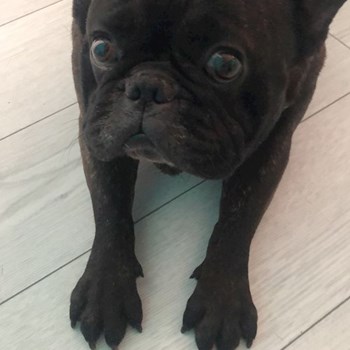 thumbnail petsitter București sau bonă pentru animale pentru câini pisici