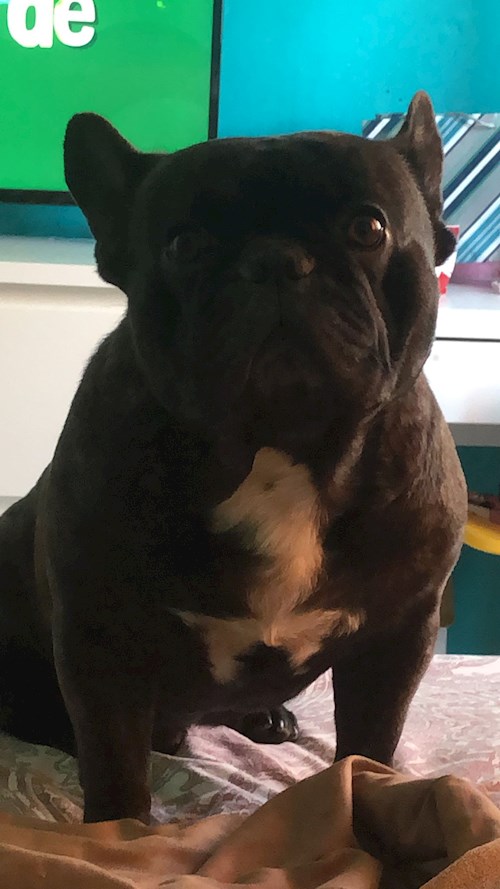 Cristina- petsitter București sau Bonă pentru animale pentru câini pisici