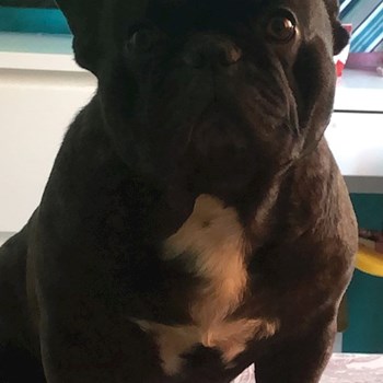 thumbnail petsitter București sau bonă pentru animale pentru câini pisici