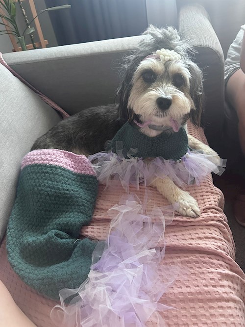 Cristina- petsitter București sau Bonă pentru animale pentru câini pisici