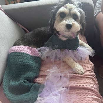 thumbnail petsitter București sau bonă pentru animale pentru câini pisici