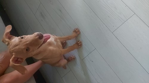 Cristina- petsitter București sau Bonă pentru animale pentru câini pisici