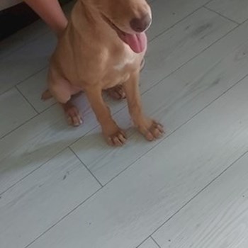 thumbnail petsitter București sau bonă pentru animale pentru câini pisici