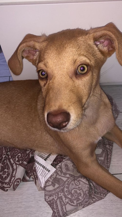 Cristina- petsitter București sau Bonă pentru animale pentru câini pisici