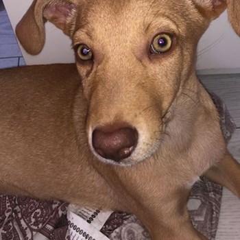 thumbnail petsitter București sau bonă pentru animale pentru câini pisici