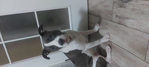 Cristina- petsitter București sau Bonă pentru animale pentru câini pisici