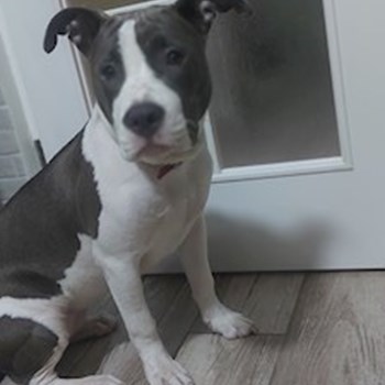 thumbnail petsitter București sau bonă pentru animale pentru câini pisici