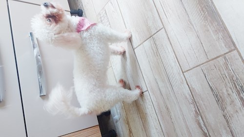 Cristina- petsitter București sau Bonă pentru animale pentru câini pisici